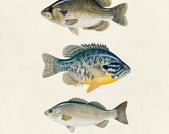 Vintage Fish "Les Poissons" Print 8x10 P9