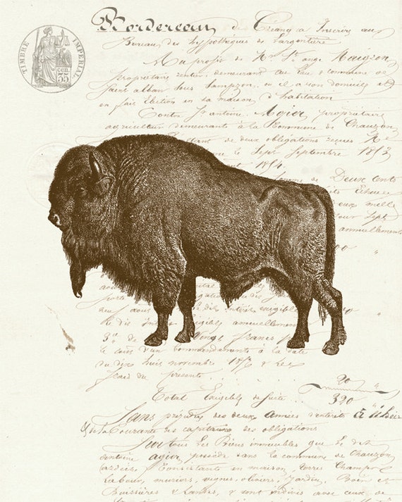 Vintage Bison Buffalo on French Ephemera Print 8x10 P140