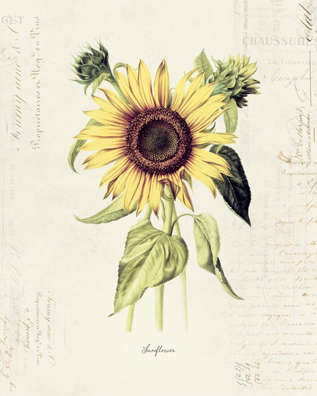 Vintage Sunflower 20