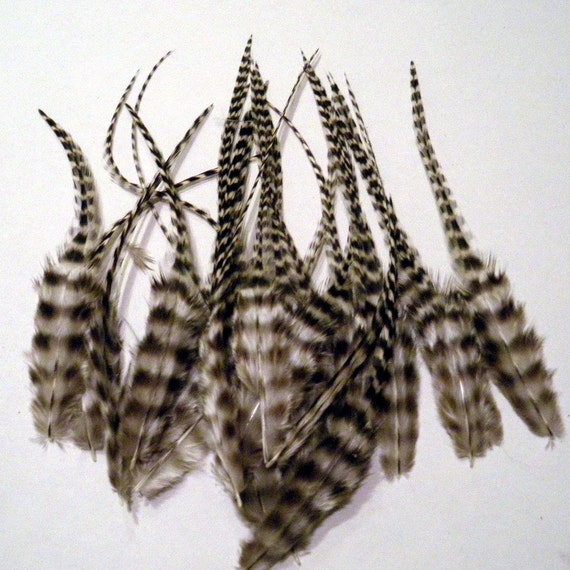 24 thin rooster saddle hackles feathers barred by mountainfeathers