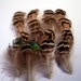 Peacock feathers small mottled Body 24 K65