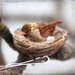 Bird and Nest Hair Bobby Pin - Nature - Wedding Accessories - Woodland Weddings - Enchanted Forest - Love Birds - Fall, Winter, Summer