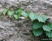 Green Ivy Growing on Granite