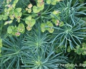 Green Spiral Plant Euphorbia Cyparissias "Fens Ruby" Nature Photograph