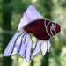 Stained Glass Purple Fish Suncatcher