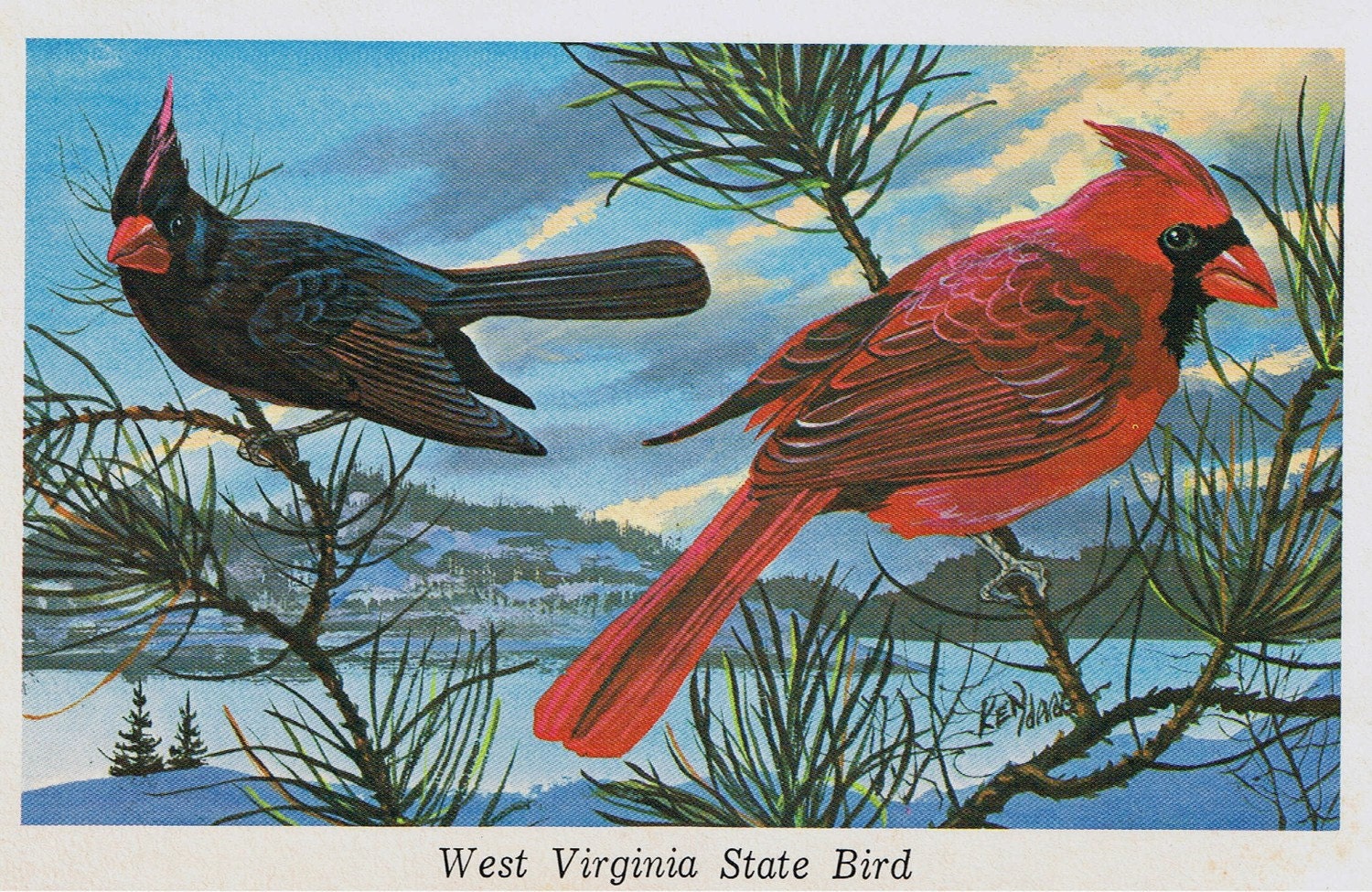 Vintage Postcards West Virginia State Bird by