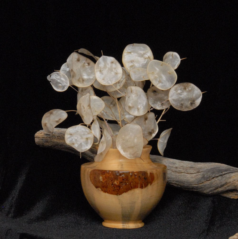Items similar to silver dollar plant, Lunaria, moonwort