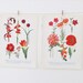 Vintage Botanical Illustrations - floral prints in reds - old botanical flower drawings