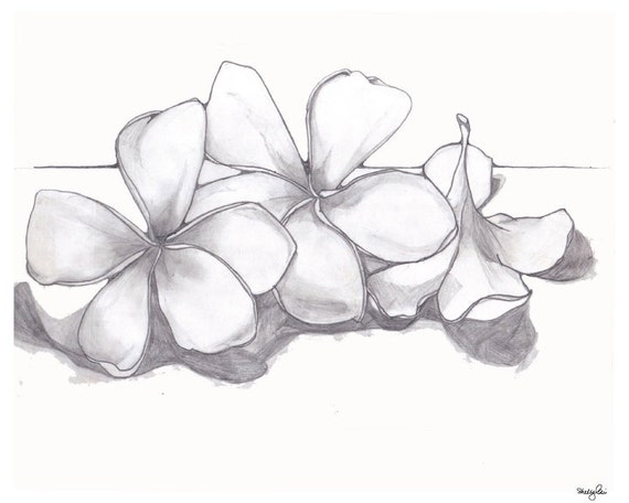 Single Plumeria Pencil Drawing Fine Art Flower by GreenBomb