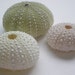 Sea Urchins