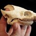 RESERVED----Snapping Turtle Skull