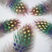 Five Small Rainbow Guinea Fowl Feathers