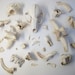 Lot of Bone Scraps with Raccoon Skull
