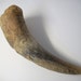Small Cow Horn