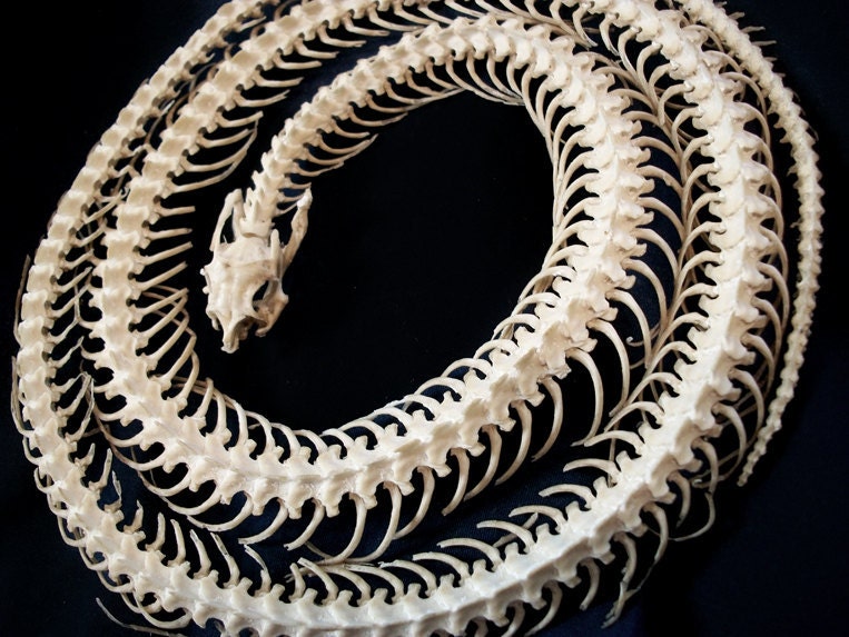 dinosaur snake skeleton