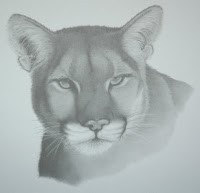 Cougar Pencil Sketch by waynejoldroydart on Etsy