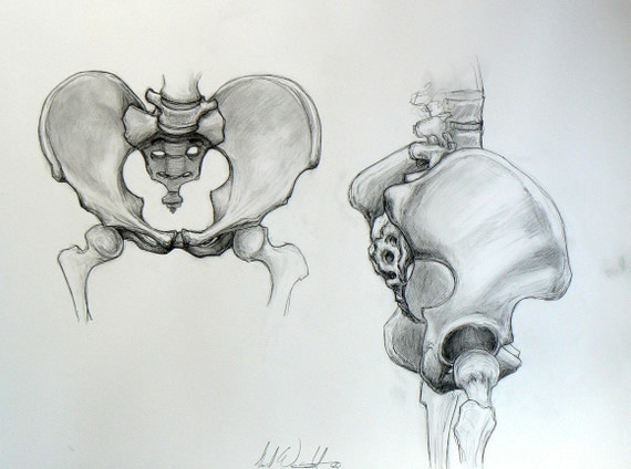 Джованни чиварди рисунок пластическая анатомия