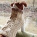 Dog Sweater Hand Knit Winding Cable Heather Medium