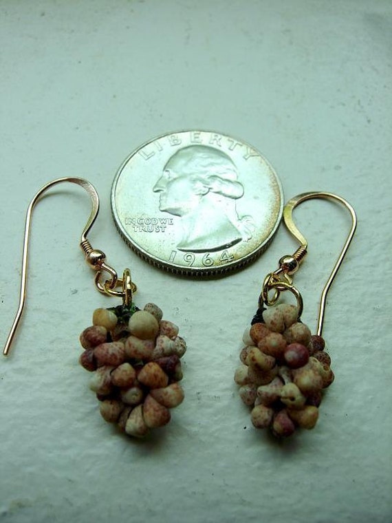 rose gold shell earrings