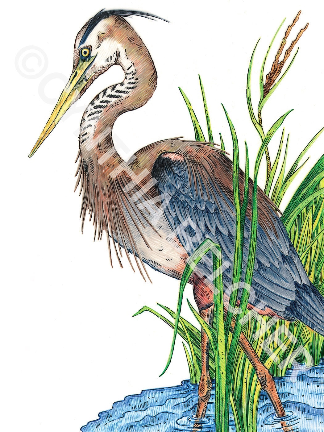 Great Blue Heron Picture Color pencil Drawing by ARTSYwildlife