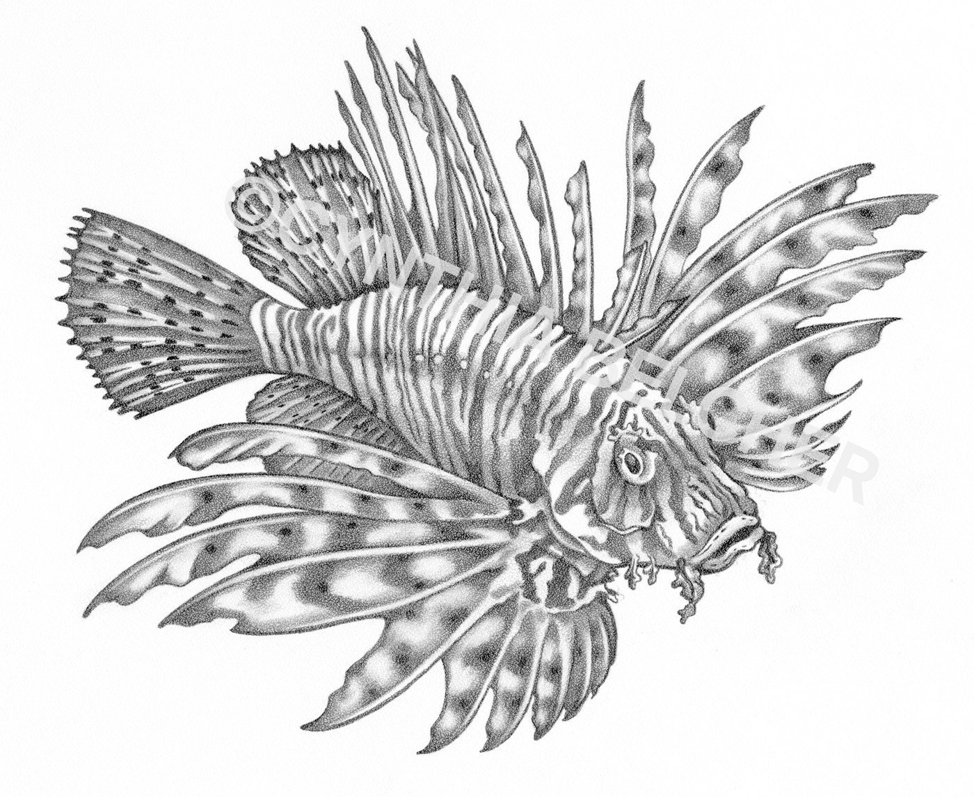 Pencil Drawing of a Lionfish Fish Signed and by ARTSYwildlife