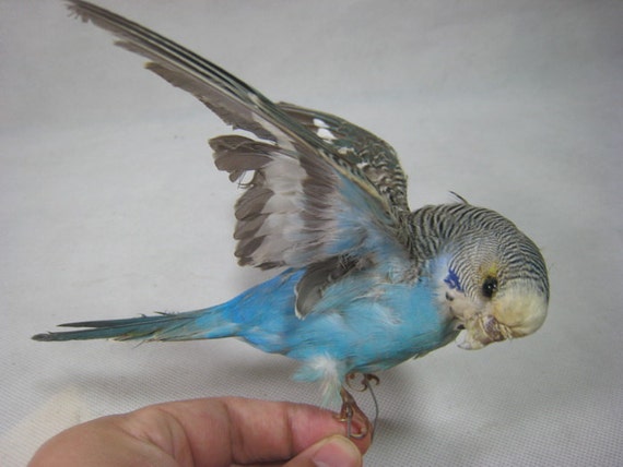 budgie bird stuffed animal