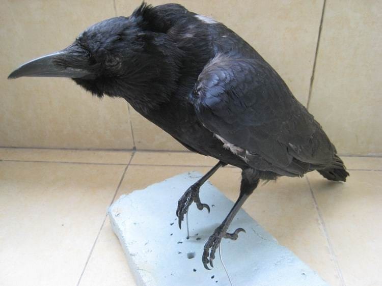 stuffed crow