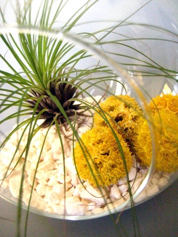 Yellow Filifolia Terrarium