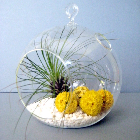 Yellow Filifolia Terrarium