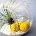 Yellow Filifolia Terrarium