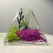 Small Pyramid Tillandsia Terrarium