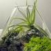 Medium Pyramid Tillandsia Terrarium // Air Plant Terrarium