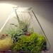 Large Pyramid Tillandsia Terrarium