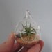 Tiny Hanging Terrarium Kit with Live Airplant