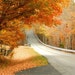Fall Foliage,Fine Art Photograph, Photo Art Print 8x10 , Autumn Photography