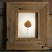 Tarnished Aspen-- Leaf Framed in Aged Pine