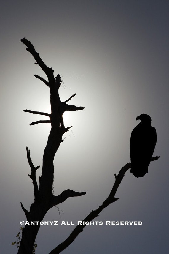 Items similar to Silhouette Bald Eagle on a Tree Branch 8x10 Fine Art ...