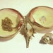 Incredible 14K Shell Set, Pendant, Pin and Chain Necklace with Shell case holder