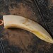 Genuine wild boar tusk, tooth, fang