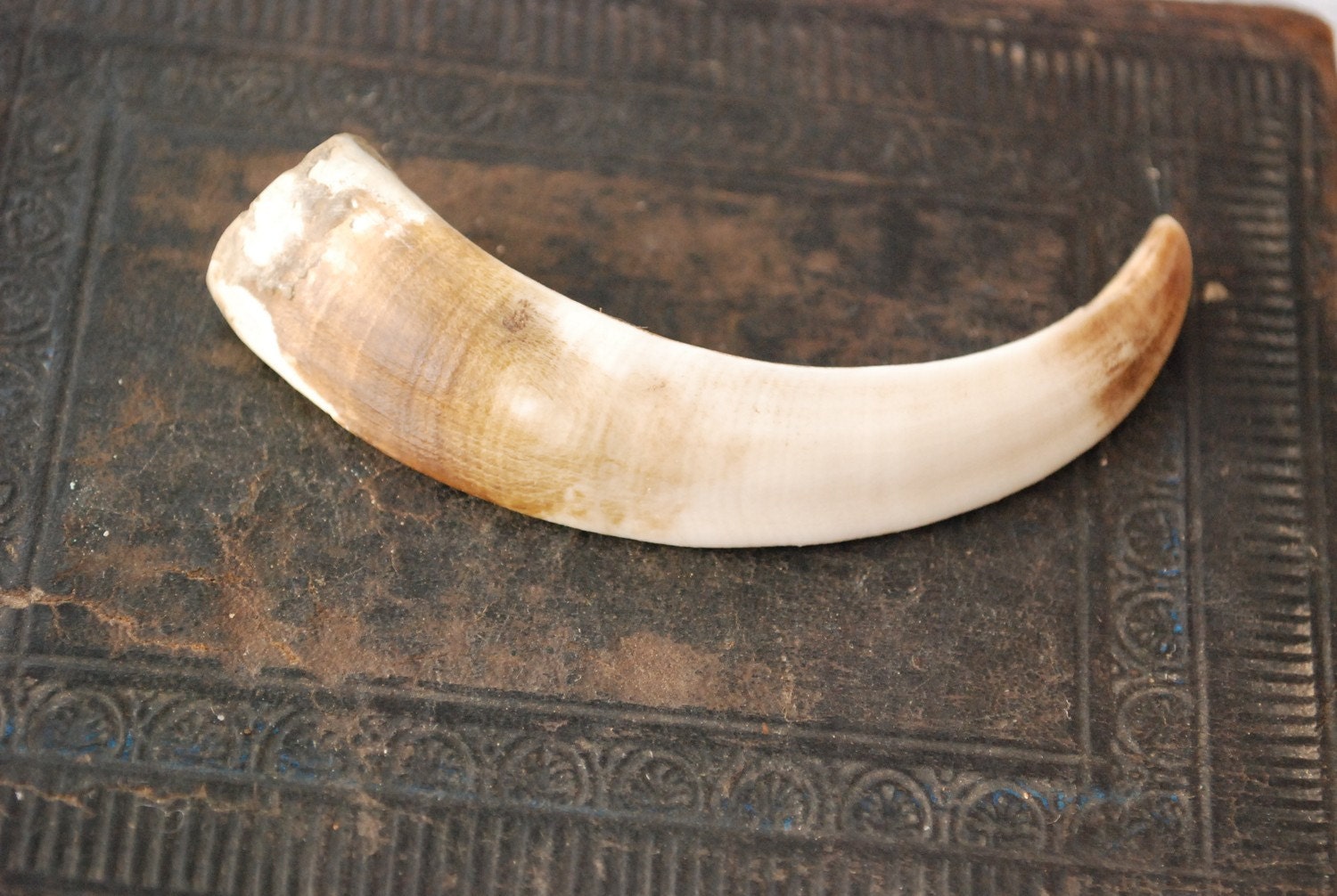 Genuine wild boar tusk tooth fang