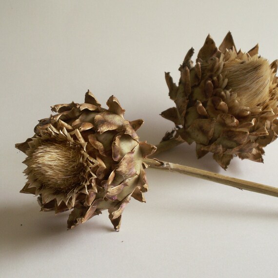 Small Dried Artichokes for decoration / floral arangements