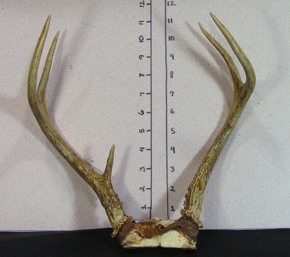 Items Similar To Deer Antlers Whitetail Buck Stag Art Supplies Media