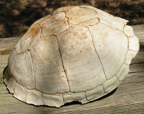 turtle shell box terrapin native american indian by skullbonesguy