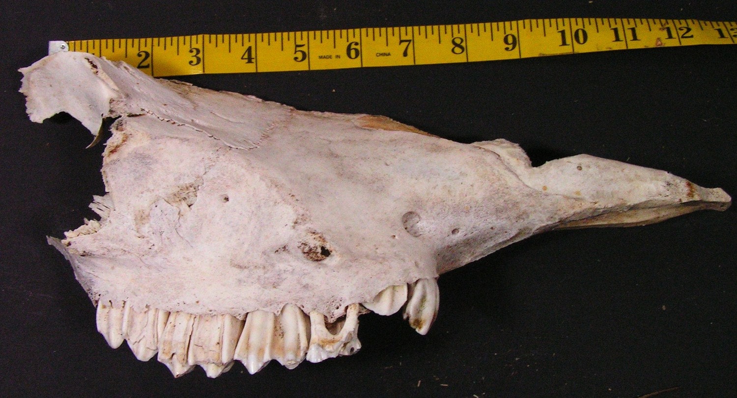 horse skull cow jaw bones teeth native american art medium