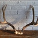 Vintage Eight Point Mule Deer Antlers