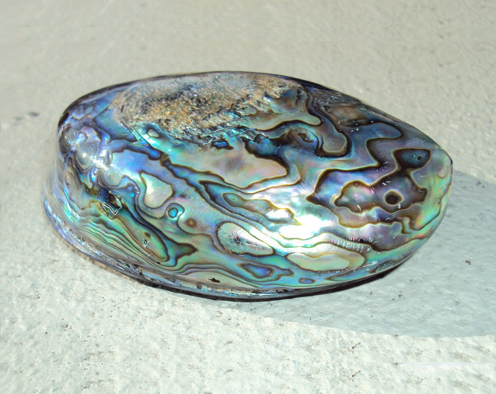 Double side polished Abalone Shell Smudge Sage by MagickallyMade