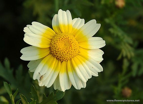 Edible Chrysanthemum Tiger Ear Tong Hao by SeedsAndSwine on Etsy