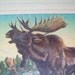 Vintage Paul Bransom Moose Nature Animal Art Print lodge cabin decor