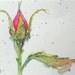 Language of Flowers ACEO Pink Rosebud "Grace" watercolor