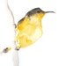 Yellow and Brown Bird on a Branch - Original Watercolor Painting